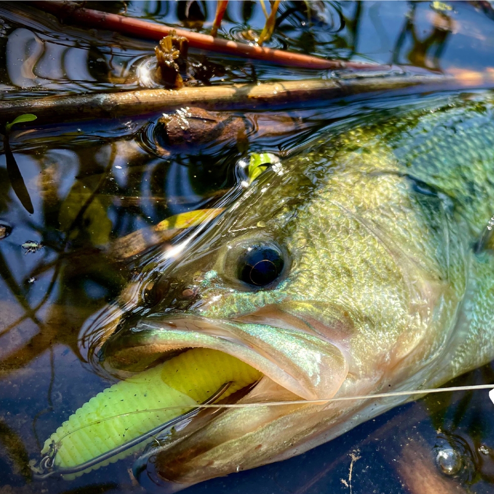 Cast&Catch SCREW-LOCK Weedless - Fishing Hook Weedless ulasan dan harga